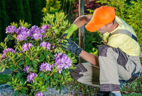 Professionally trimmed hedges in a Gunnersbury garden