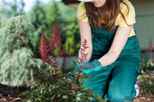 Vibrant lawn showcasing professional maintenance
